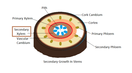 secondary xylem